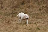 DOGUE ARGENTIN 191